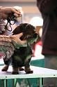 Crufts2011_2 1019